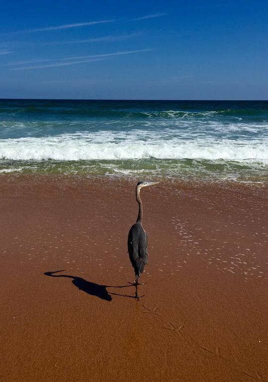 Coral Sands Inn Ormond Beach Bagian luar foto